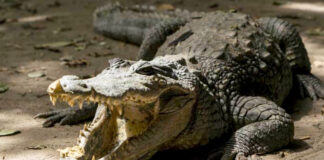 Caimán llevaba el cuerpo de niño desaparecido en Florida Caimán llevaba el cuerpo de niño desaparecido en Florida