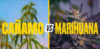 ¿La legalización de la marihuana en Minnesota afectará la industria del cáñamo? ¿La legalización de la marihuana en Minnesota afectará la industria del cáñamo?