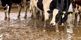 Con hielo en altas capas de la atmósfera, aves migratorias caen del cielo en mal estado de salud Con hielo en altas capas de la atmósfera, aves migratorias caen del cielo en mal estado de salud