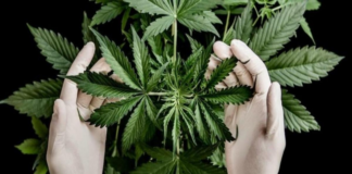 Minnesota, cerca de legalizar la marihuana: pasaron la decisión final para hoy Minnesota, cerca de legalizar la marihuana: pasaron la decisión final para hoy