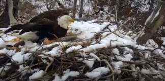 Se cae el nido del EagleCam por la nieve y muere el único polluelo que había nacido Se cae el nido del EagleCam por la nieve y muere el único polluelo que había nacido