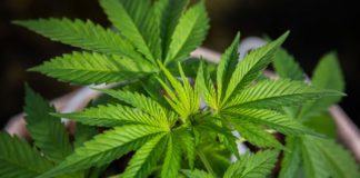 Minnesota está cerca de convertirse en el estado número 23 en legalizar la marihuana Minnesota está cerca de convertirse en el estado número 23 en legalizar la marihuana