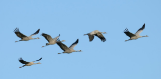 ¿Qué significa el gran atasco de aves migratorias en Duluth? ¿Qué significa el gran atasco de aves migratorias en Duluth?