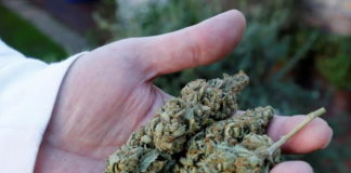 La versión de la ley de “marihuana libre” en Minnesota impone más impuestos para la venta La versión de la ley de "marihuana libre" en Minnesota impone más impuestos para la venta