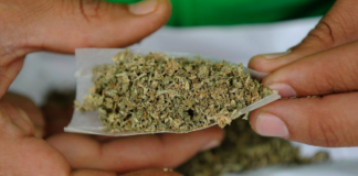 ¿Cómo sería la legalización de la marihuana en Minnesota? La ley se pondría en marcha el 1º de agosto ¿Cómo sería la legalización de la marihuana en Minnesota? La ley se pondría en marcha el 1º de agosto