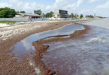 “Megacinturón” de sargazo en el Atlántico llega a cantidad récord "Megacinturón" de sargazo en el Atlántico llega a cantidad récord