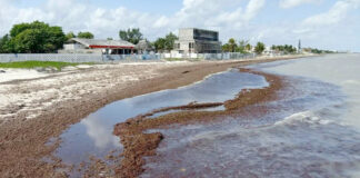 “Megacinturón” de sargazo en el Atlántico llega a cantidad récord "Megacinturón" de sargazo en el Atlántico llega a cantidad récord