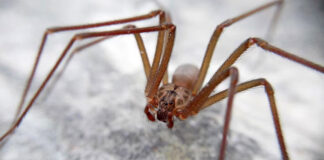 Araña violinista: ¿Qué hacer ante su mordedura? Araña violinista: ¿Qué hacer ante su mordedura?