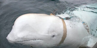 Avistan a la “beluga espía” rusa en Noruega Avistan a la "beluga espía" rusa en Noruega