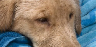 Varios casos positivos de influenza canina: hay alerta en Twin Cities Varios casos positivos de influenza canina: hay alerta en Twin Cities