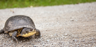 Temporada de migración y nacimiento de nuevas tortugas: alerta en las carreteras Temporada de migración y nacimiento de nuevas tortugas: alerta en las carreteras