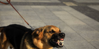 Un perro ataca a niña y deben trasladarla en avión para ser tratada Un perro ataca a niña y deben trasladarla en avión para ser tratada