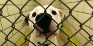 Gripe canina: Animal Humane Society reabrió las puertas de dos centros de adopción Gripe canina: Animal Humane Society reabrió las puertas de dos centros de adopción