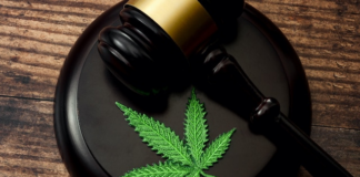 Ley Marihuana: llegan a un acuerdo final para legalizar el cannabis para mayores de 21 años Ley Marihuana: llegan a un acuerdo final para legalizar el cannabis para mayores de 21 años