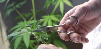 Ley Marihuana: hasta 2 onzas fuera del hogar y hasta 2 libras en la casa, los límites Ley Marihuana: hasta 2 onzas fuera del hogar y hasta 2 libras en la casa, los límites