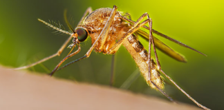 En la mayoría del territorio estadounidense crecieron las colonias de mosquitos: el clima es clave En la mayoría del territorio estadounidense crecieron las colonias de mosquitos: el clima es clave