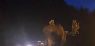 Atento si viajas a Wisconsin: aumentó la cantidad de alces y aumentan accidentes Atento si viajas a Wisconsin: aumentó la cantidad de alces y aumentan accidentes