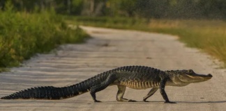 Un enorme caimán de tres patas fue capturado deambulando por un vecindario de Houston Un enorme caimán de tres patas fue capturado deambulando por un vecindario de Houston