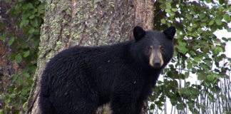 Cada vez son más: el DNR da consejos de cómo proceder ante avistamientos de osos Cada vez son más: el DNR da consejos de cómo proceder ante avistamientos de osos