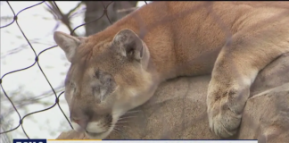Jasper, el puma que quedó ciego y se adapta a vivir en el Zoo de Como, en St. Paul Jasper, el puma que quedó ciego y se adapta a vivir en el Zoo de Como, en St. Paul