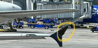 Un enjambre de abejas retrasó varias horas a un avión de Delta en Houston Un enjambre de abejas retrasó varias horas a un avión de Delta en Houston