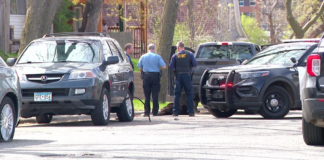 El DNR debió sacrificar un oso negro que deambulaba por Minneapolis El DNR debió sacrificar un oso negro que deambulaba por Minneapolis