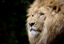 Matan en Kenia al león en libertad más viejo de África Matan en Kenia al león en libertad más viejo de África