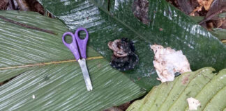 “Los niños siguen desaparecidos en la selva”: presidente colombiano "Los niños siguen desaparecidos en la selva": presidente colombiano