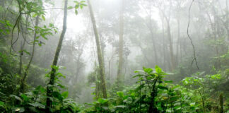 Hallan vivos a 4 niños perdidos dos semanas tras avionazo Hallan vivos a 4 niños perdidos en avionazo hace 17 días