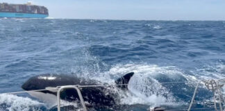 Orca asesina lidera grupo para hundir embarcaciones en España Orca asesina lidera grupo para hundir embarcaciones en España