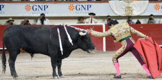 El torero mexicano Joselito Adame sufre impactante cornada El torero mexicano Joselito Adame sufre impactante cornada
