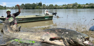 Capturan un prehistórico bagre gigante de 2.85 metros de largo Capturan un prehistórico bagre gigante de 2.5 metros de largo