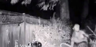 Descartan avistamiento de un alien en EEUU; era una animación Descartan avistamiento de un alien en EEUU; era una animación