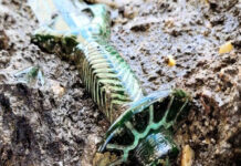 Hallan una rara espada “octogonal” de hace 3 mil años, en Alemania Hallan una rara espada “octagonal” de hace 3 mil años, en Alemania