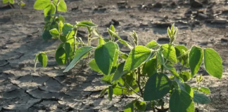 La sequía empieza a golpear lo sembrado y, como si fuera poco, los ciervos hacen lo suyo… La sequía empieza a golpear lo sembrado y, como si fuera poco, los ciervos hacen lo suyo...