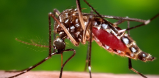 Calor, humedad y mosquitos… ¿Cómo cuidarse de los insectos molestos y peligrosos? Calor, humedad y mosquitos... ¿Cómo cuidarse de los insectos molestos y peligrosos?