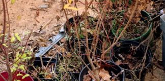 Hay zonas del estado que están casi 7 pulgadas abajo del nivel normal de lluvias Hay zonas del estado que están casi 7 pulgadas abajo del nivel normal de lluvias