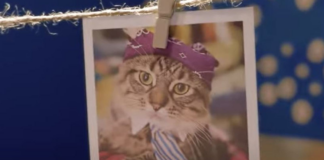 Un gato de Minnesota ha sido coronado como el felino con el nombre más raro en EE.UU. Un gato de Minnesota ha sido coronado como el felino con el nombre más raro en EE.UU.