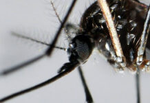 Prevé OMS aumento de casos de dengue en América Prevé OMS aumento de casos de dengue en América