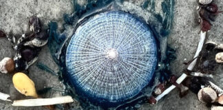 Algunos bañistas de Texas tienen que competir en la arena con una intrigante criatura azul… Algunos bañistas de Texas tienen que competir en la arena con una intrigante criatura azul...