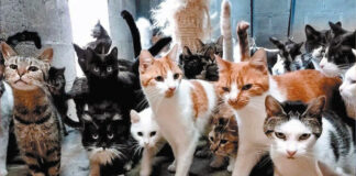 OMS lanza alerta por aumento de casos de gripe aviar en gatos OMS lanza alerta por aumento de casos de gripe aviar en gatos