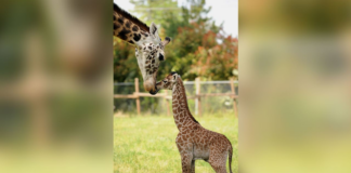 Muere Twiga, una de las jirafas más viejas del mundo, en el Zoo de Lufkin Muere Twiga, una de las jirafas más viejas del mundo, en el Zoo de Lufkin