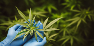 Cinco ciudades de Minnesota hacen una pausa en los negocios de cannabis Cinco ciudades de Minnesota hacen una pausa en los negocios de cannabis