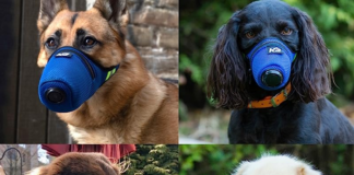 ¿Cómo cuidar a sus mascotas del humo de los incendios forestales? ¿Cómo cuidar a sus mascotas del humo de los incendios forestales?