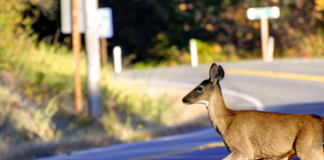 Un motociclista de 29 años murió en una doble colisión que involucró a un ciervo en el sureste Un motociclista de 29 años murió en una doble colisión que involucró a un ciervo en el sureste