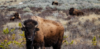 Un bisonte hirió gravemente a una mujer de Minnesota en un parque de Dakota del Norte Un bisonte hirió gravemente a una mujer de Minnesota en un parque de Dakota del Norte