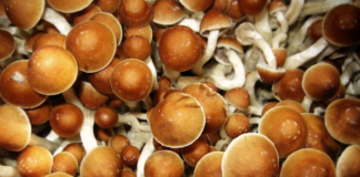 Psicodélicos naturales como los hongos mágicos no serán “perseguidos” por la policía de Minneapolis Psicodélicos naturales como los hongos mágicos no serán "perseguidos" por la policía de Minneapolis