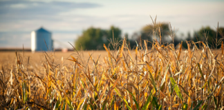 La lluvia ayuda a varios agricultores que pensaban que podían perder la cosecha La lluvia ayuda a varios agricultores que pensaban que podían perder la cosecha