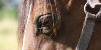 Dos caballos del condado de Kandiyohi, con el virus del Nilo Occidental: cuidado con los mosquitos Dos caballos del condado de Kandiyohi, con el virus del Nilo Occidental: cuidado con los mosquitos