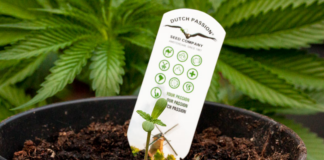 Las semillas para cultivar marihuana, disponibles en Minnesota desde el martes Las semillas para cultivar marihuana, disponibles en Minnesota desde el martes